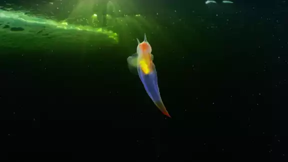 Su aspecto se asemeja al de un ángel gracias a sus dos aletas, las cuales mueve de forma totalmente coordinada