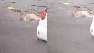 Se desconoce el origen del cadáver y la causa de muerte