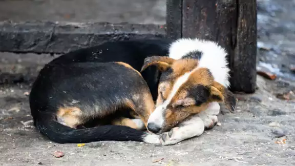 Vecinos de la colonia 10 de mayo encontraron varios perros muertos al parecer por envenenamiento Vecinos de la colonia 10 de mayo encontraron varios perros muertos al parecer por envenenamiento
