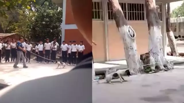 Los perros fueron sacados con sogas y palos