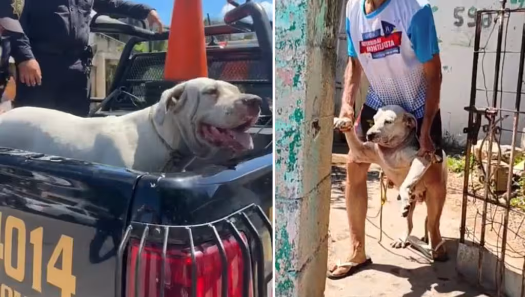 Aseguran a “Oso” y “Blacky” tras ataque a mujer de 64 años en Mérida