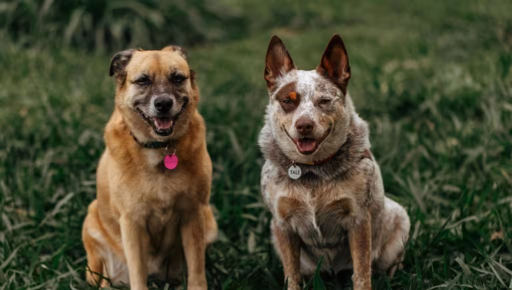 Quintana Roo busca reconocer a los animales como seres sintientes en su Código Civil