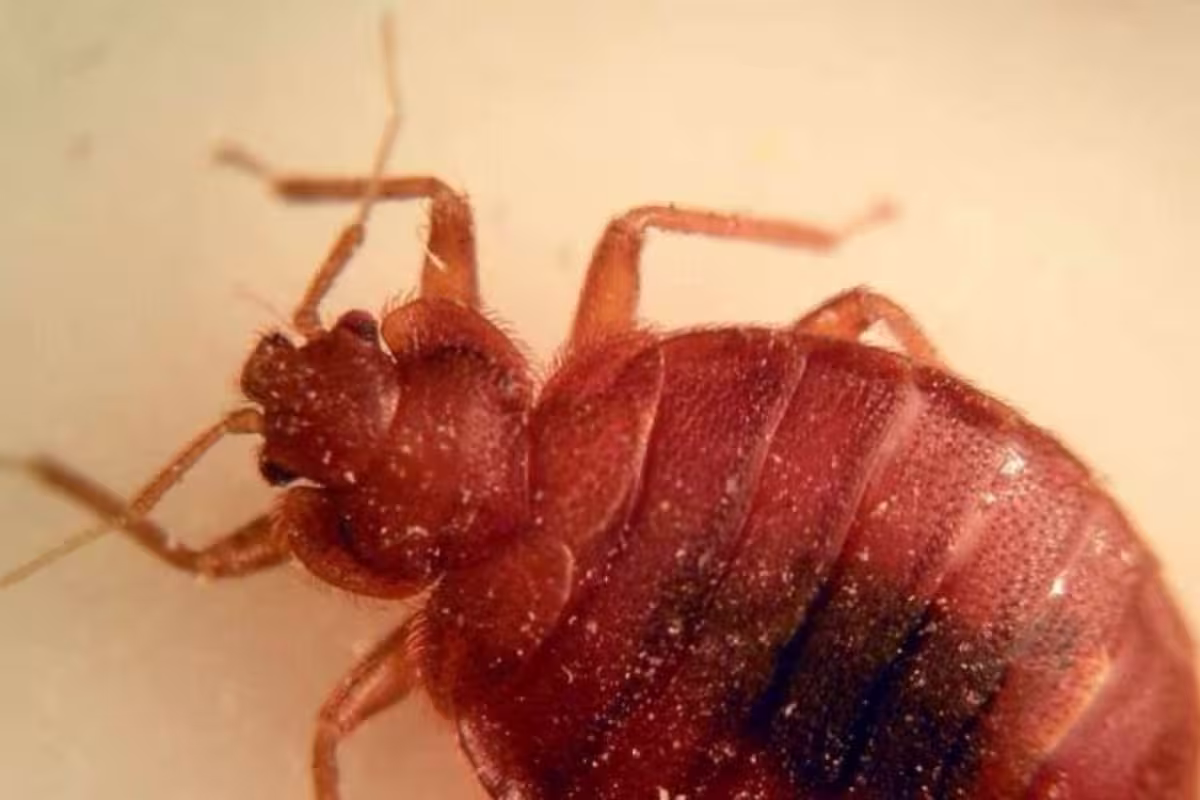 ¿Podría desatarse una plaga de chinches en Campeche? - PorEsto