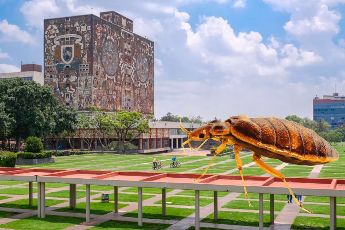 Plaga de chinches en la UNAM provoca cierre de la Facultad de Química ...