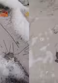 Medusas aparecen en las costas de Yucatán tras ser arrastradas por la corriente