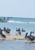 Alerta en Celestún: implementan operativo para proteger la Reserva El Palmar este sábado