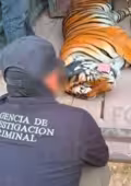 FGR señaló que las investigaciones continuarán para determinar el origen de los animales