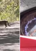 Un guía local tuvo un encuentro cercano con un jaguar en Calakmul.