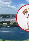 Ameba comecerebros en Mérida: esto se sabe sobre el riesgo para mascotas en Plaza La Isla