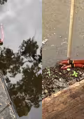 Vecinos alertan por avistamientos de coralillo en Residencial Árborea y otras zonas húmedas de Conkal