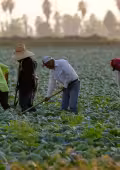 Pese al recorte salarial, el gobierno estadounidense proyecta un incremento en la contratación de trabajadores agrícolas temporales