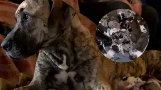 Los perritos serán vendidos y el dinero será donado a un refugio de animales