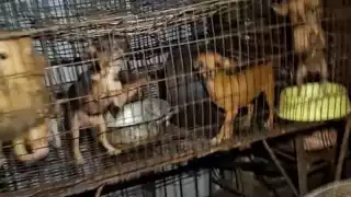 Pleito por un predio en Hunucmá destapa caso de presunto maltrato animal