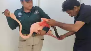 El animal fue atendido de inmediato por un médico veterinario