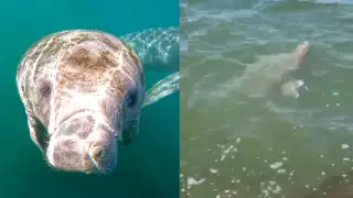 Maravilla natural en Campeche: captan a manatí y su cría nadando cerca de la orilla en Lerma