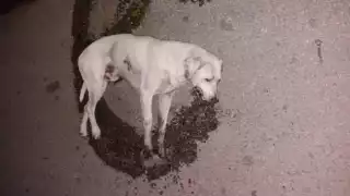 “Son muchos casos, es alarmante lo que está pasando con las mascotas”, lamentó