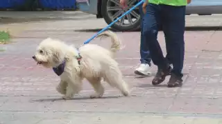 Veterinario de Mérida alerta a dueños de perros y gatos por los casos de gusano barrenador