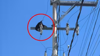 Zopilote provoca suspensión del servicio eléctrico en la colonia Vergel II de Mérida