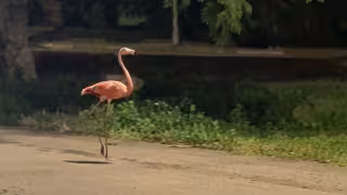 ¡Un flamenco en Mérida! Ave desorientada recorre calles de la Tixcacal-Opichén