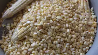 Campesinos campechanos deben a menonitas