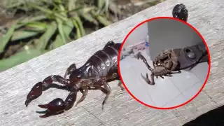 Se desconocen los detalles sobre este enorme alacrán