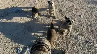 Aumento de temperatura comenzó a matar a la fauna silvestre en Cozumel