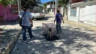 Tenencia responsable o sanción: así buscan frenar la proliferación de animales callejeros en Carmen