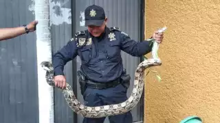 Secretaría de Seguridad Pública (SSP) llegaron para capturar una serpiente de la especie Boa Constrictor en el oriente de la ciudad de Mérida