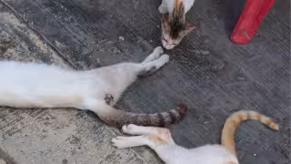 Envenenan a dos gatos en el Centro de Champotón; dueño teme por más animales