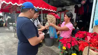 En el Día Nacional de la Nochebuena, estos son los precios de la flor en el Centro Histórico de Mérida