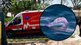 La carabela portuguesa sólo picó a la menor, pero permaneció en el mar