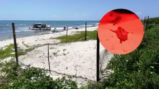 Se prevé superar la temporada pasada de liberación