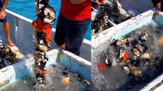 Concluye la temporada de caracol con bajas capturas y precios para pescadores de Champotón
