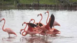 Varios habitantes indicaron que desde hace unos días comenzaron a percatarse de la presencia de estas aves en la charca