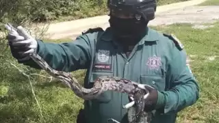 Las boas fueron liberadas lejos de zonas habitacionales de Progreso