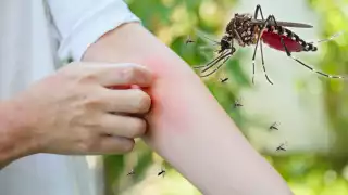 Dengue en Campeche: La mitad de los casos son graves; todo lo que se sabe de la enfermedad