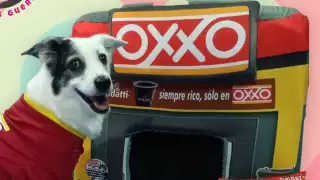 Este diseño es uno de muchos de camas para perros