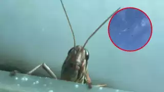 Durante la tarde de este martes se reportó una plaga de langostas