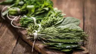 La Bromelia del Charco fue hallada en San Miguel de Allende