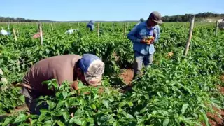 Para que no se extienda la enfermedad es necesario quemar la hectárea
