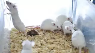 Los animales fueron liberados de manera irresponsable