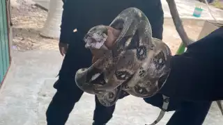 La boa se encontraba deambulando en la lámina de una casa en Tizimín