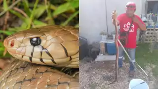 Pobladora de Conkal encuentra una serpiente Ekuneil, la segunda más grande de la Península
