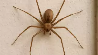 Esta es la araña más peligrosa que la viuda negra y  que puede esconderse en rincones sucios del hogar en Yucatán  