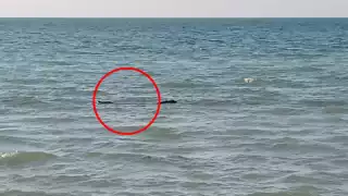 Captan a un enorme cocodrilo de paseo en la costa de Las Coloradas