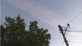 Los lugareños no pudieron hacer más que esperar a que el enjambre decidiera retirarse del poblado