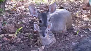 Habrían ocultado restos de venados cazados en Cansahcab antes de una supuesta inspección de la Semarnat