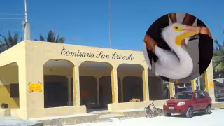 En San Crisanto rescataron a un pelícano que se estrelló contra un techo en el puerto
