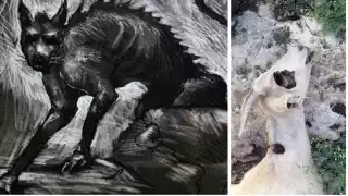 El animal apareció en la colonia Leona Vicario de Mérida