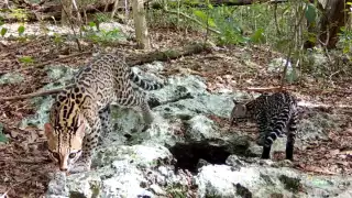 Avistan dos ocelotes en la selva de Calakmul, Campeche